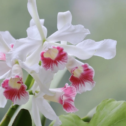 三文鱼婆婆原种卡特兰C.purpurata carnea
