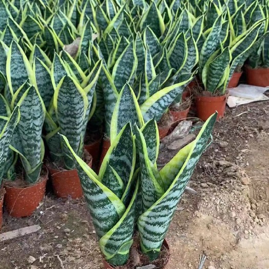 漳州虎 皮 兰