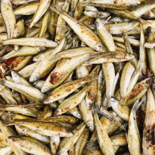孝感麦穗鱼干 鲜活麦穗鱼现烤批发