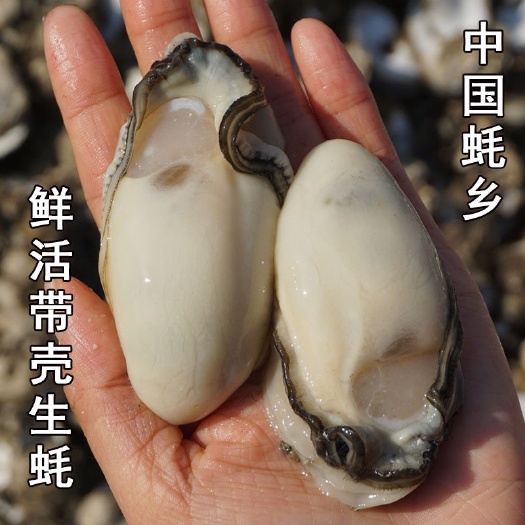只合作大客户大蚝浙江三门生蚝牡蛎批发带壳鲜活海鲜