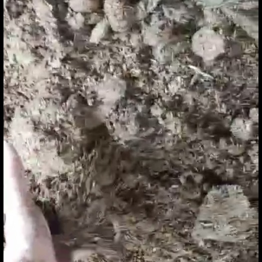 光泽县福建江西浙江地区发酵烘干鸡粪