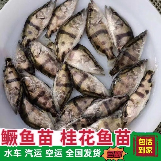 南宁桂花鱼苗，场地提供货源充足，长势快，包送货上门，货到付款