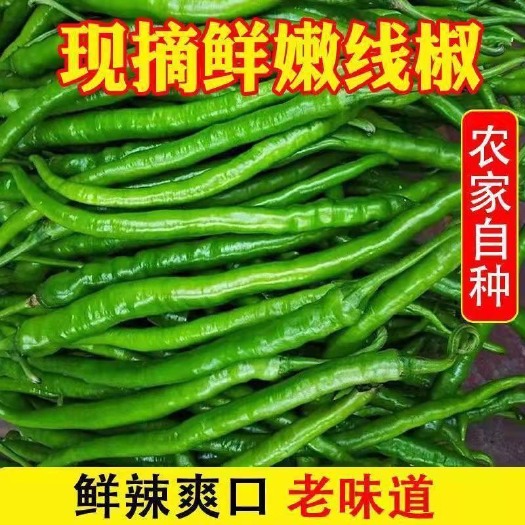 阜南县会龙线椒二荆条青线椒批发新鲜特辣中辣