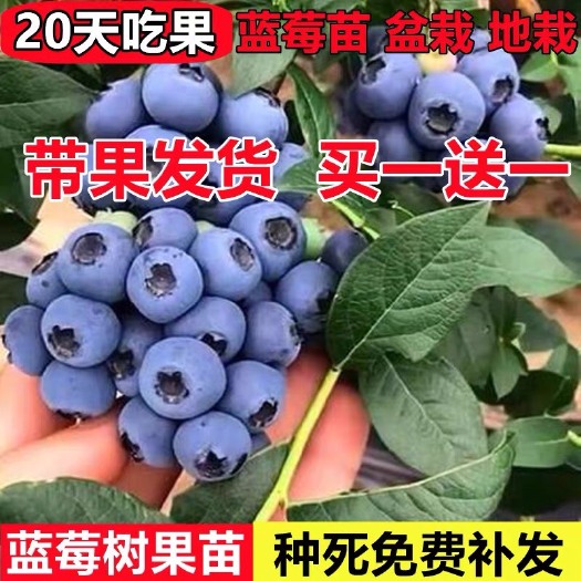枣庄蓝莓树果苗带果盆栽地栽阳台果树苗南方北方种植当年结果蓝莓苗