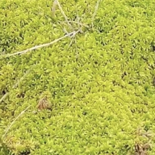 上海云南大花泥苔藓