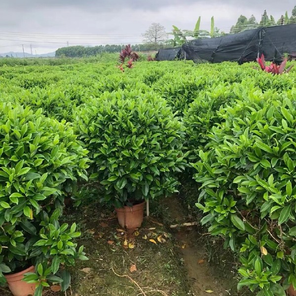 非洲茉莉