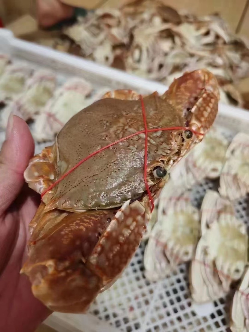 梭子蟹拥剑海蟹捕新鲜活冷冻水产东山岛海鲜肉蟹扁蟹