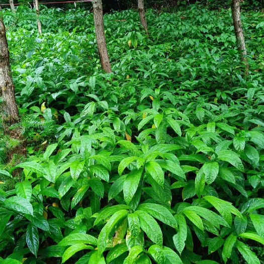 新丰县黄花倒水莲 种苗  中草药材种苗