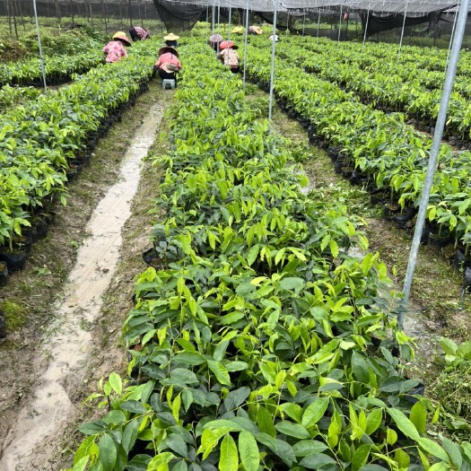 茂名沉香棋楠小苗。懂的自然来
