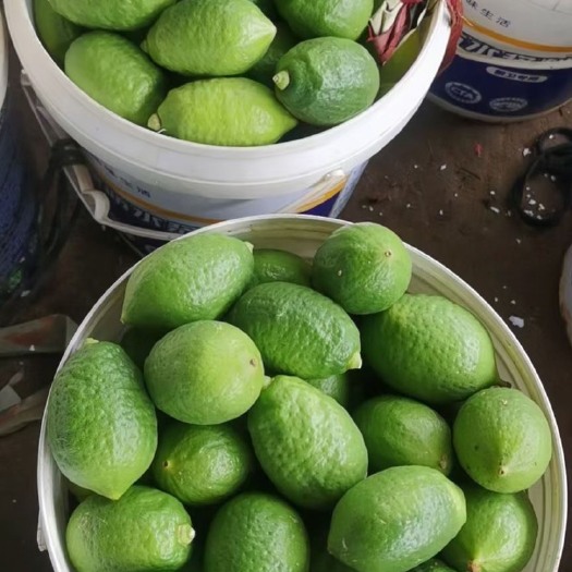 长沙广东香水柠檬