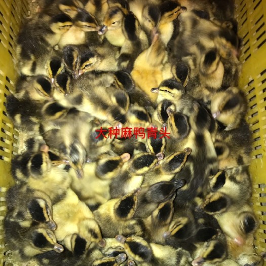 南宁大种麻鸭苗