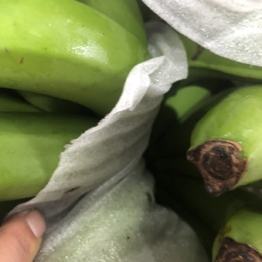 寿光市新到云南蕉
