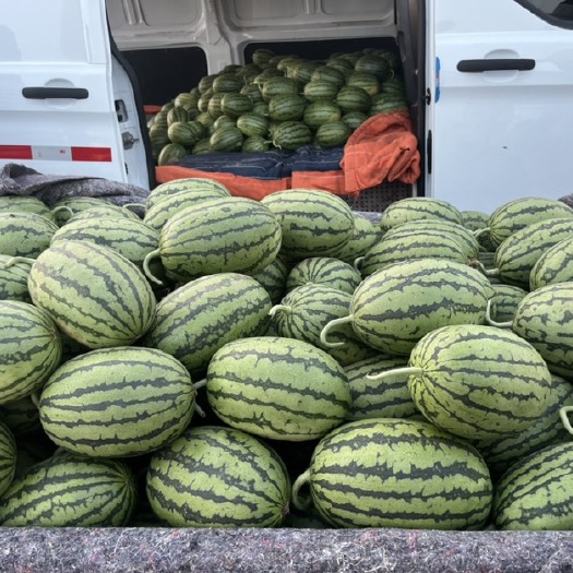 早春红玉西瓜 2k 小糖丸 红壤皮薄 9成熟 一手货源