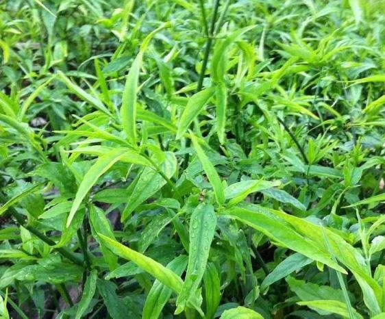 五指山特產(chǎn)