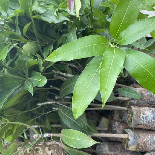 景东县晚熟芒果苗