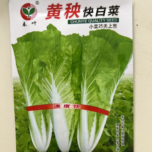 华容县黄秧快白菜小白菜种子清香味美四季种植耐热耐寒适应广20克包邮