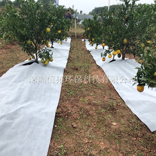 东莞市白地膜 白色防草布