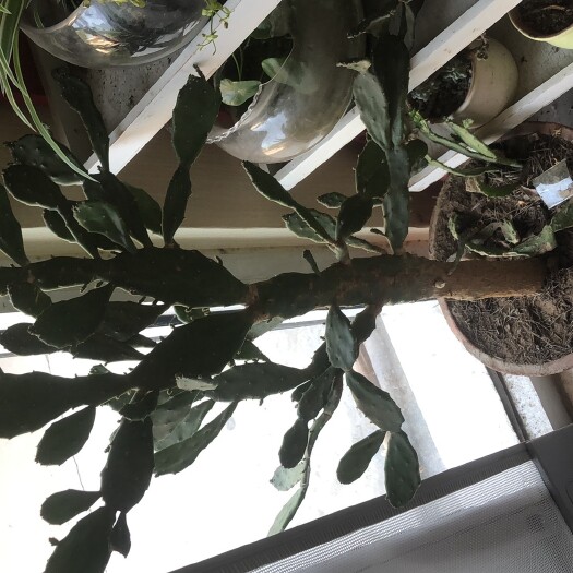 临沂仙人掌