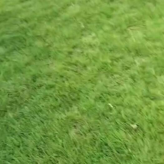 南昌马尼拉草皮