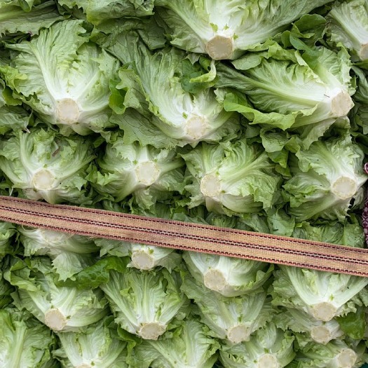 邯郸意大利生菜