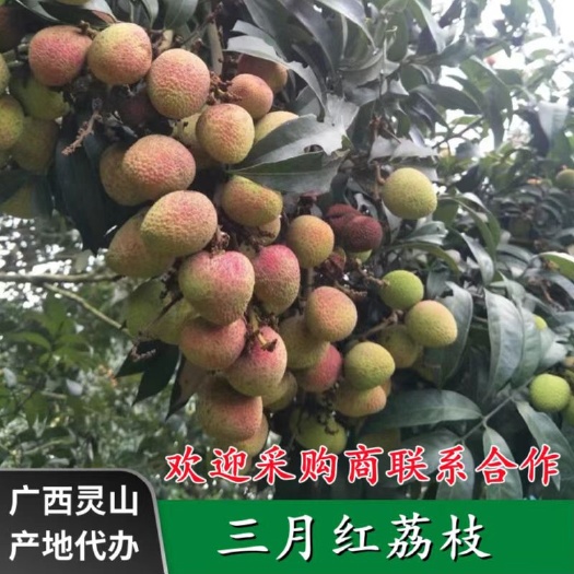 灵山县三月红荔枝 妃子笑荔枝 广西荔枝 大量上市 产地代办