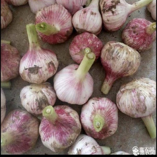 徐州紫皮大蒜