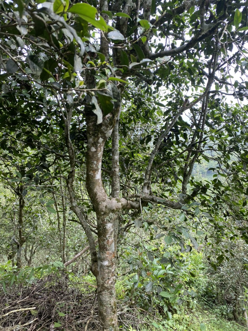 老荒野
