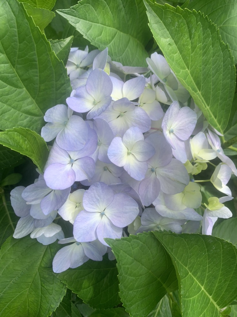 大花繡球花地苗袋苗小籠子，無盡夏八仙花，苗圃批發(fā)，營養(yǎng)土種植