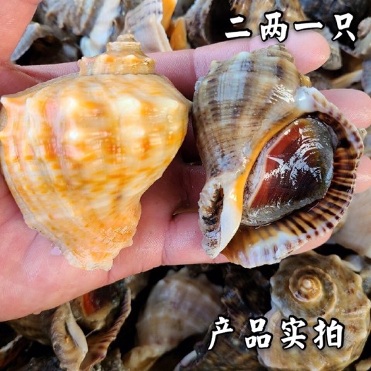 连云港海捕鲜活地笼海螺各规格齐全常年供应保质保量