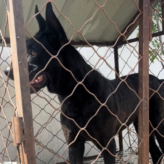 嘉祥县自家养殖大型￼黑犬四个月疫苗齐全，喜欢的老铁联系。￼