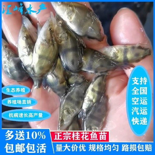 广州优质桂花鱼苗鳜鱼苗淡水养殖路亚观赏鳜鱼贵鱼季花鱼活体空运包邮