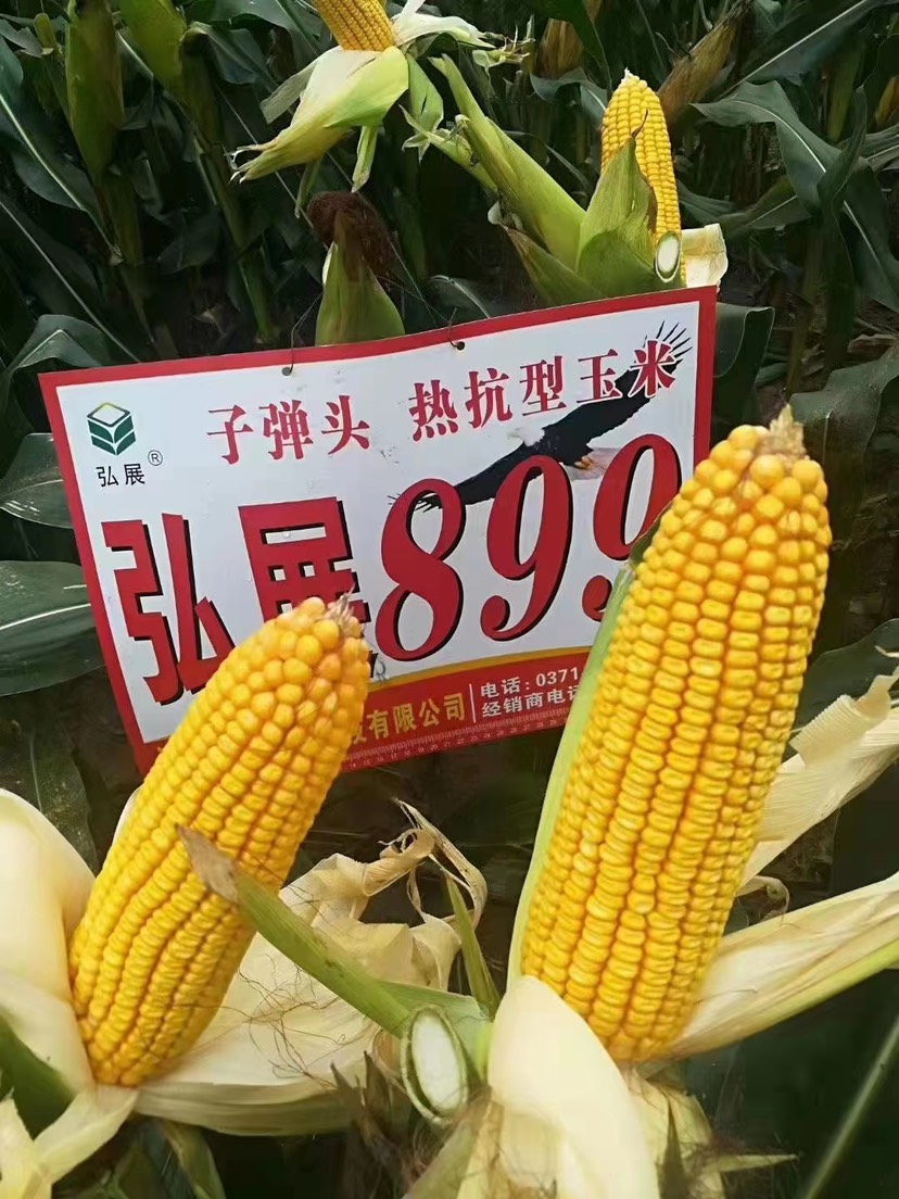 郑州玉米种子，高产玉米种子弘展899.抗病耐旱耐涝，活杆成熟，