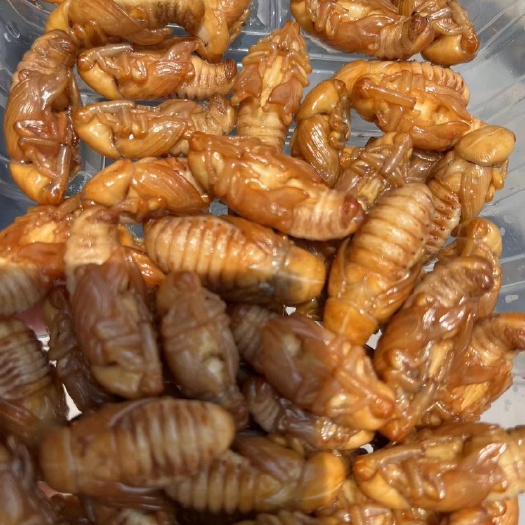 兴业县竹虫 黄金茧