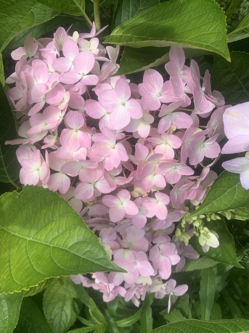 大花繡球花地苗袋苗小籠子，無盡夏八仙花，苗圃批發(fā)，營養(yǎng)土種植