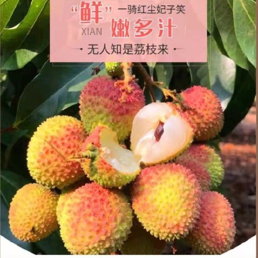高州市高州妃子笑荔枝
