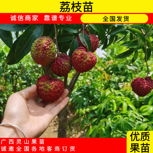 灵山县无核荔枝苗。