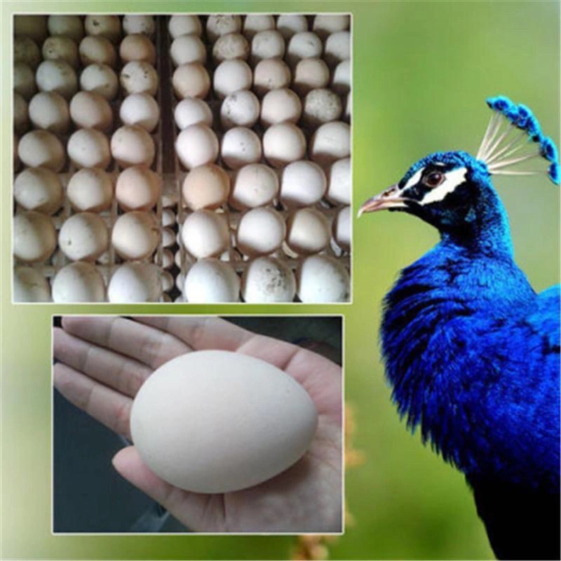 郓城县孔雀蛋新鲜蛋食用蛋过节送礼产地直发