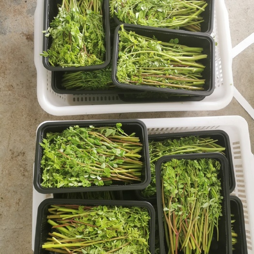 深圳新鲜辣木芽