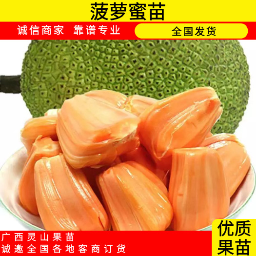 灵山县红肉菠萝蜜苗，中国红肉菠萝蜜苗