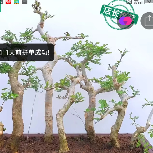 对节白蜡小微盆栽(苗子)~~对节白蜡丛组盆景  好栽易造型