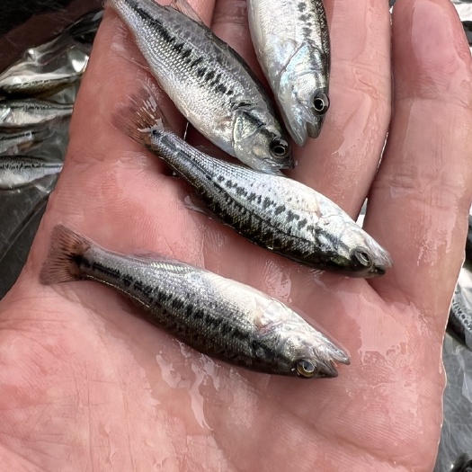 南宁鱼场直供加州鲈鱼苗，优鲈3号鲈鱼苗，大口黑鲈鱼苗，量大从优，