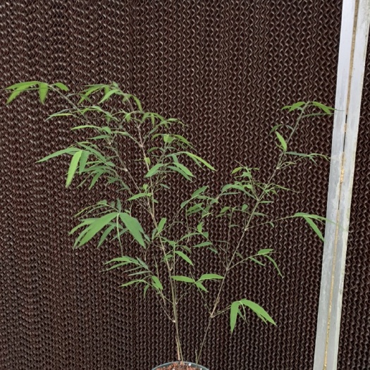 南靖县内门竹成品