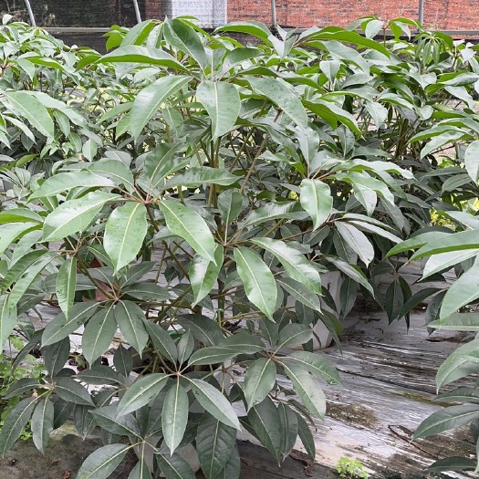 成都宝罗盆栽植物