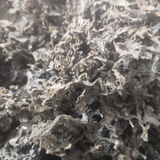 同心县精品免洗地皮菜