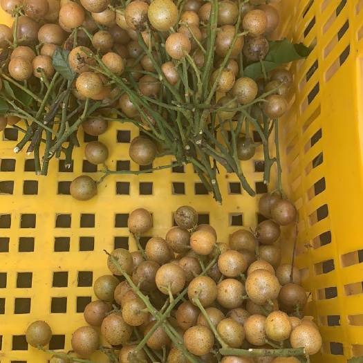 黄皮