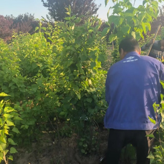菏泽2米高丛生紫丁香