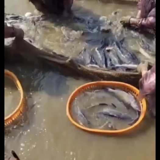 岳阳批发供应钓场