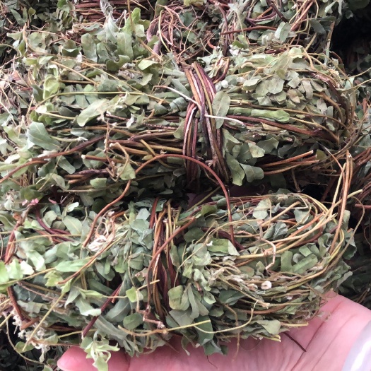 玉林鸡骨草产地直销