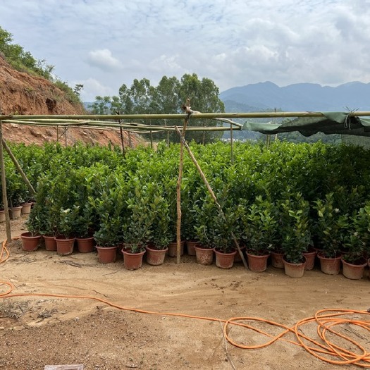 信宜市广东无籽香水柠檬杯苗，扦插苗，种植利器，四季挂果
