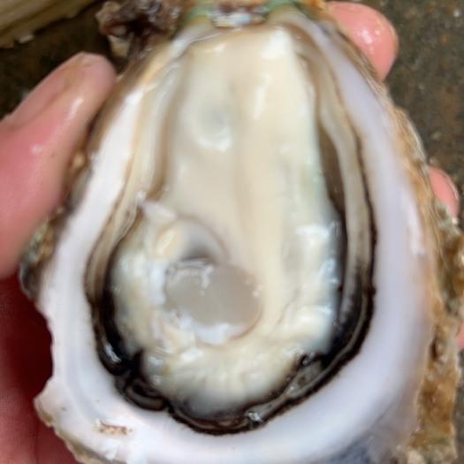 佛山湛江生蚝纯净生蚝牡蛎肉海蛎子鲜活生蚝烧烤 小蚝